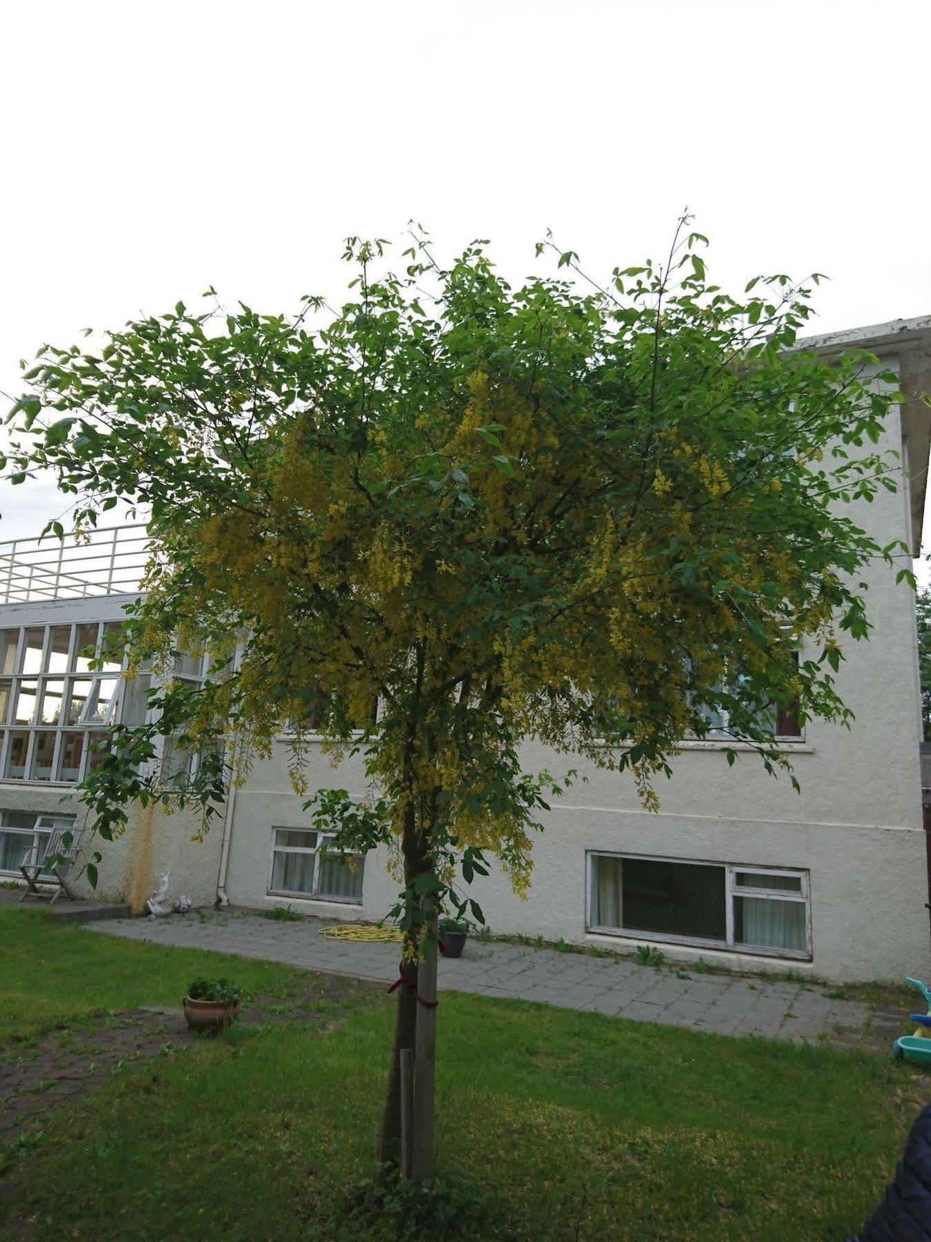 Alba Guesthouse Рейкьявик Экстерьер фото